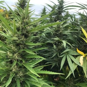 Cultivar Seed Packs - FEMINIZED AUTO